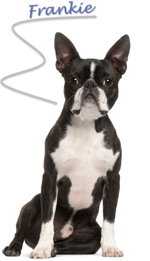 frankie.png frankie.png