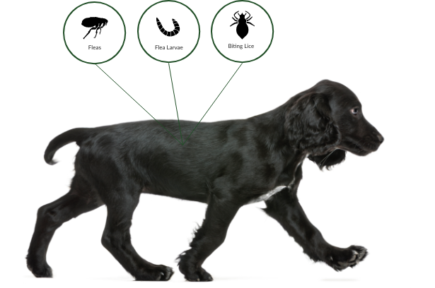 How Seresto Works Diagram