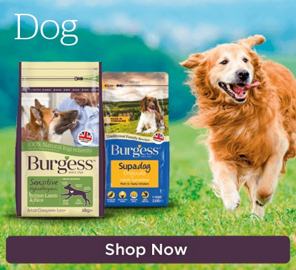 Burgess dog