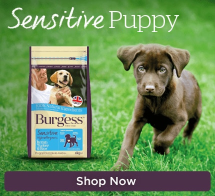 Burgess Sensitive Puppy