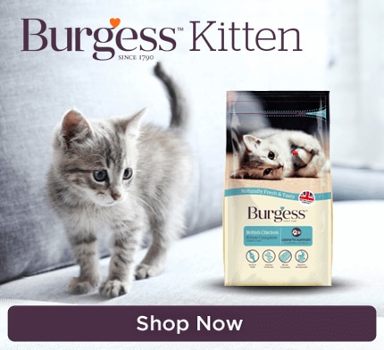 Burgess Kitten