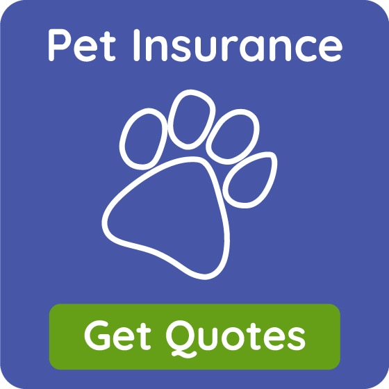 Pet Insurance