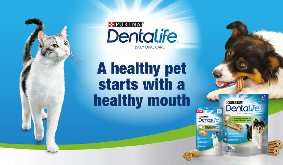 Dentalife Header