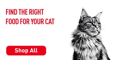 RoyalCanin Cat