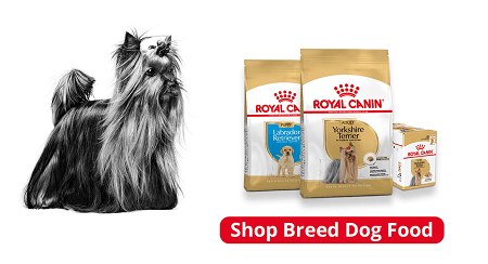 Royal Canin Dog Cat Food Free Uk Delivery Petshop Co Uk