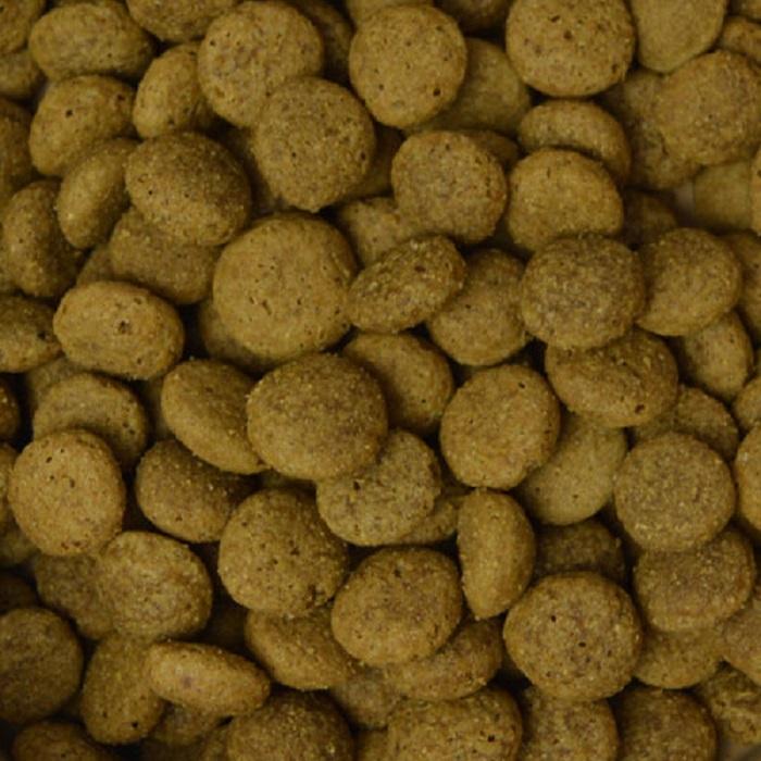 benevo organic dog food