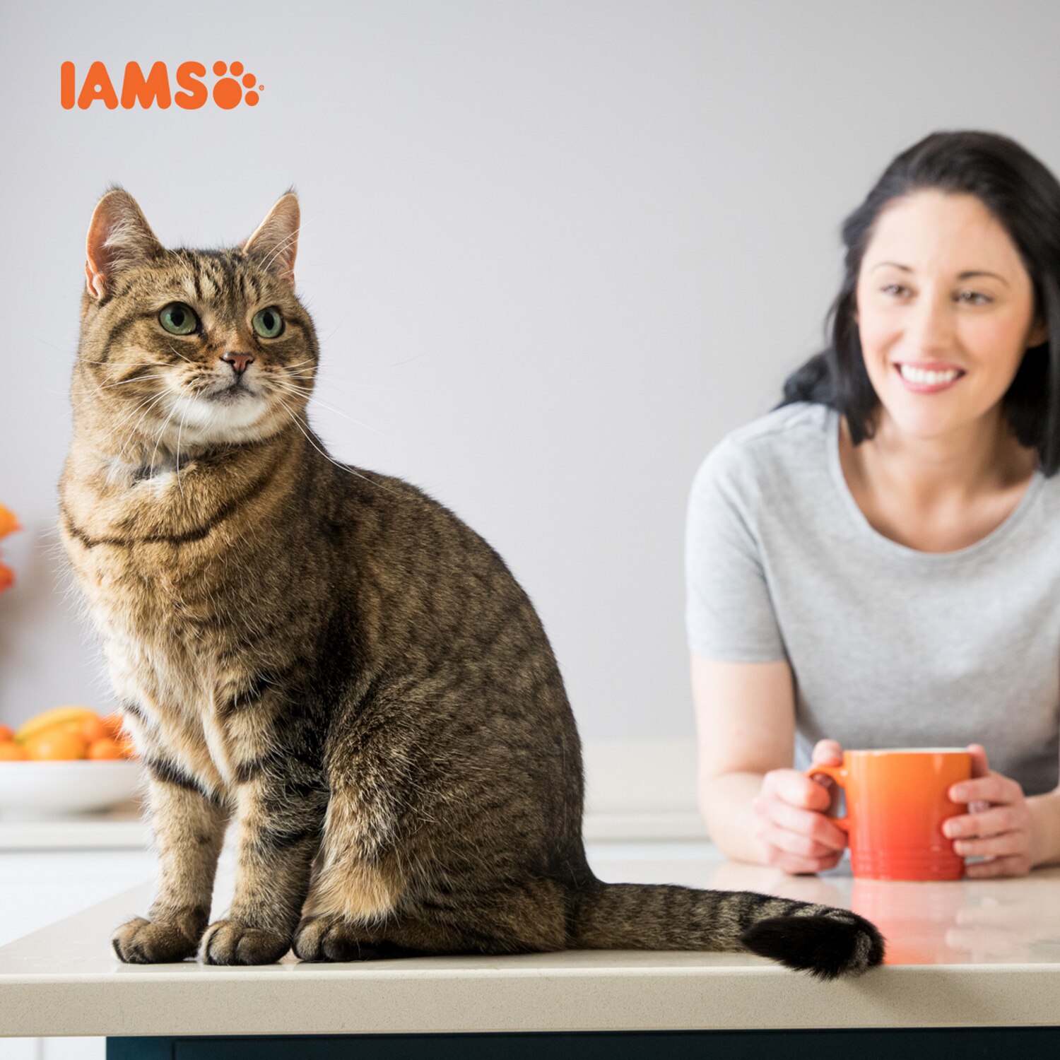 iams dental