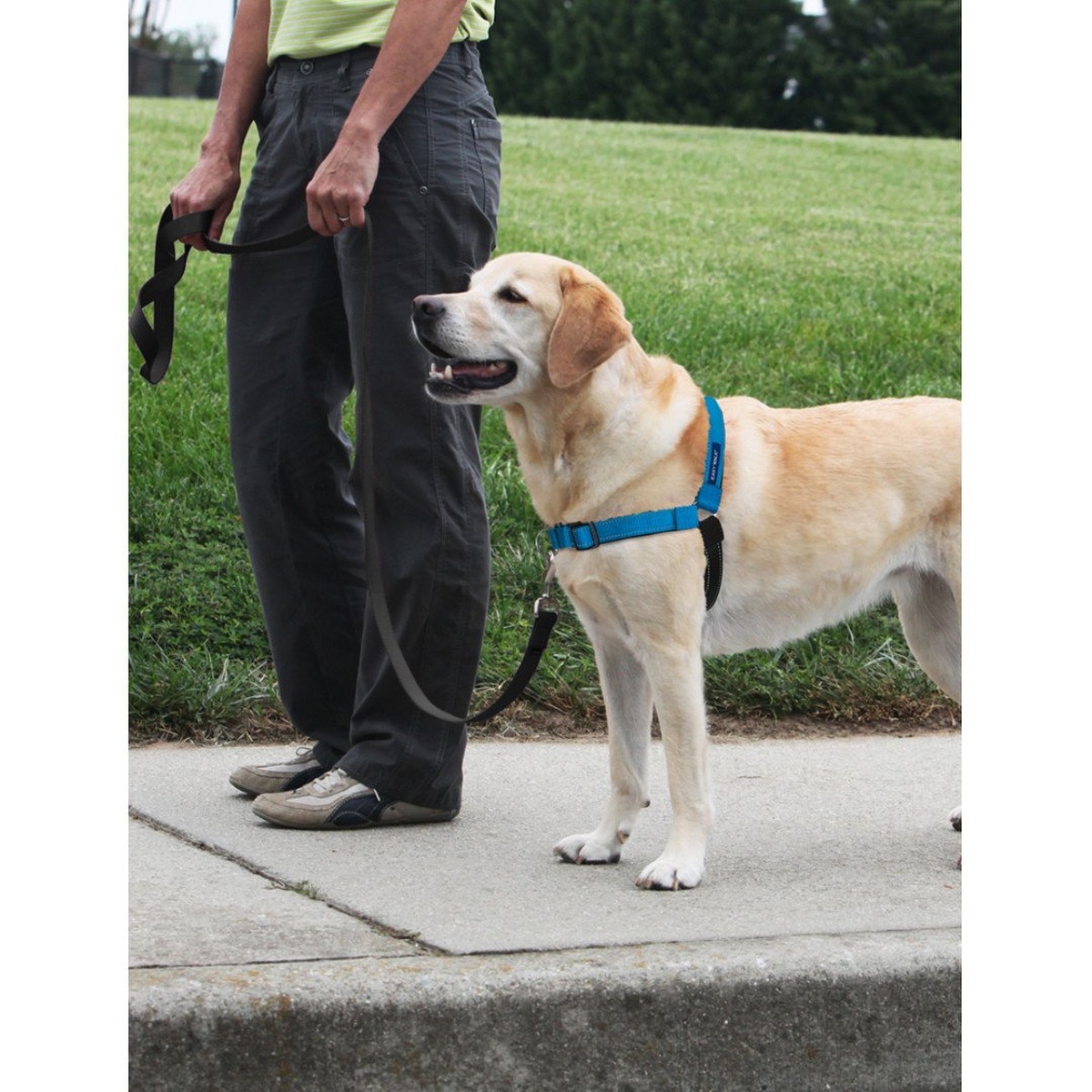 Petsafe Easy Walk Deluxe Blue Dog Harness - Small_0
