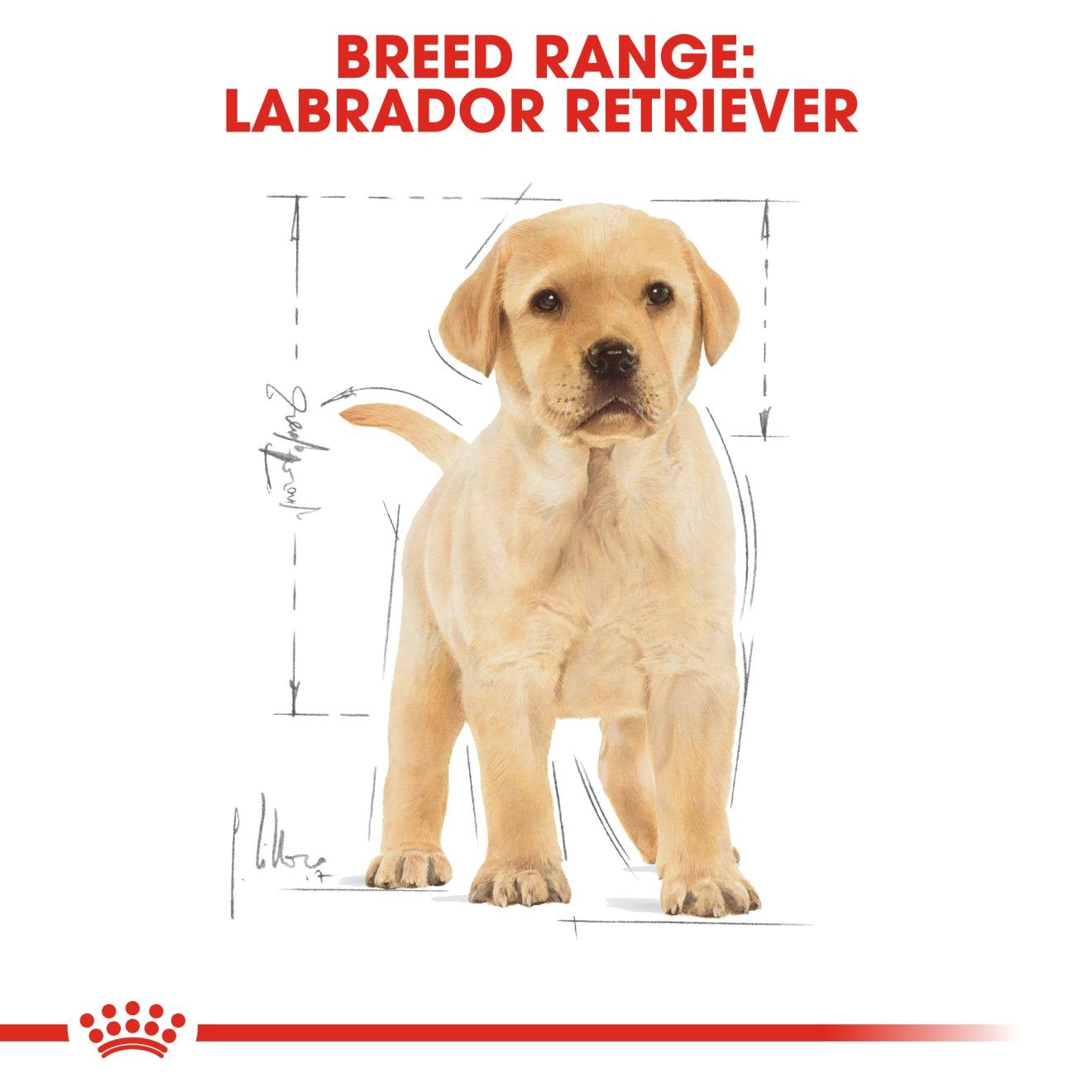 royal canin labrador retriever 12 kg