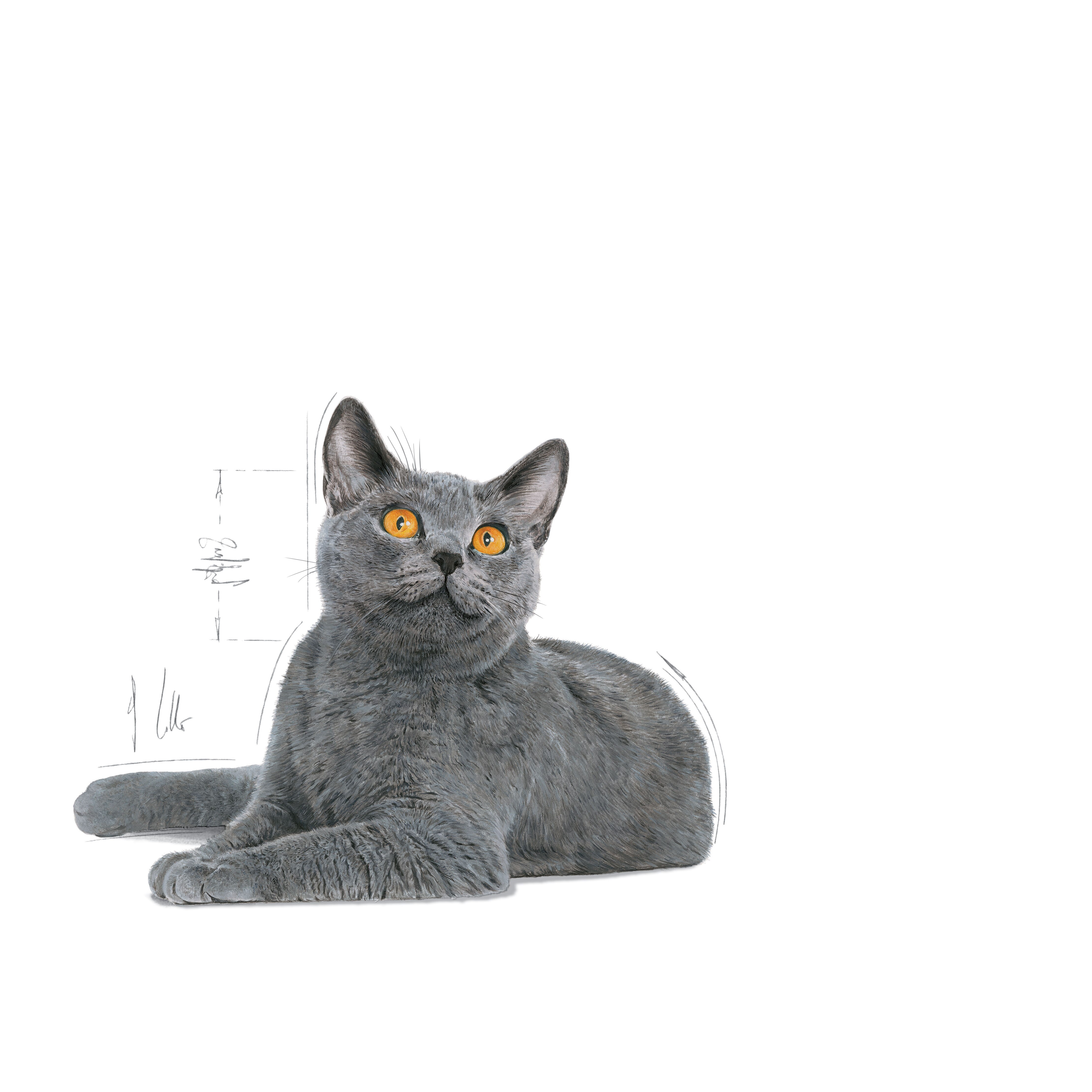 royal canin oral 8kg