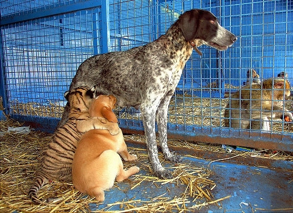 animal-odd-couples.jpg
