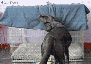 bed-dog.gif