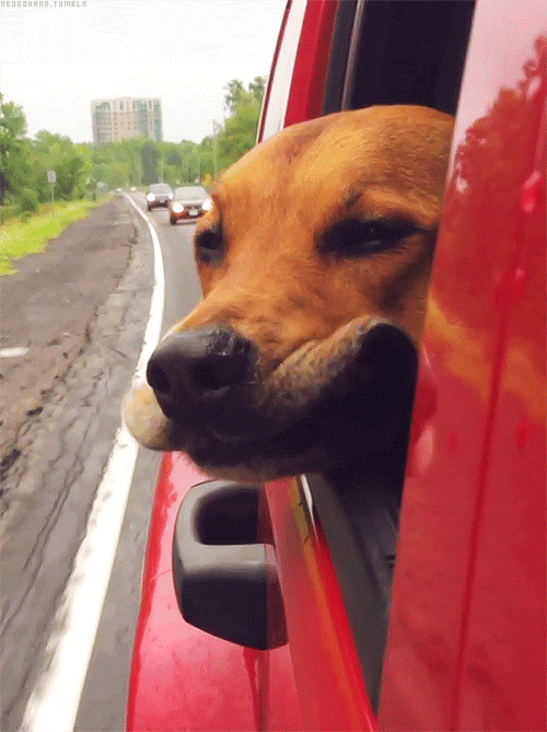 car-ride-dog.gif