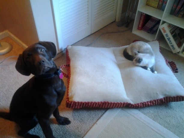 cat-and-chocolate-lab.jpg