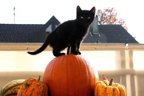 cat-and-pumpkin.jpg