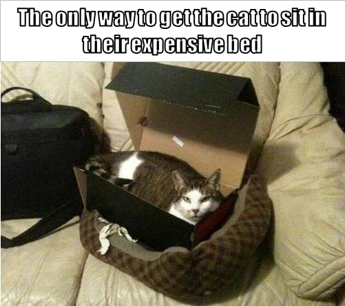 cat-box-bed.png