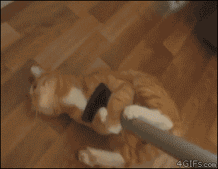 cat-clings-to-hoover.gif