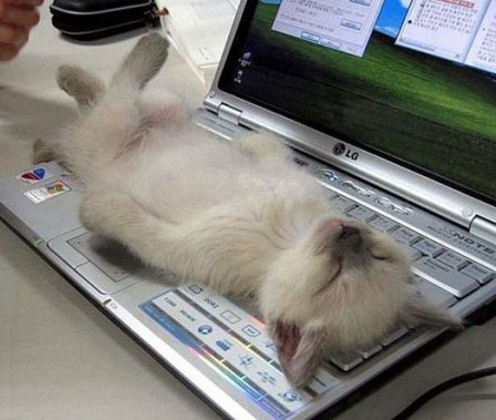 cat-on-laptop.jpg