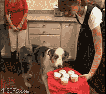 cupcakes.gif