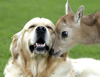 dog-adopts-deer.jpg