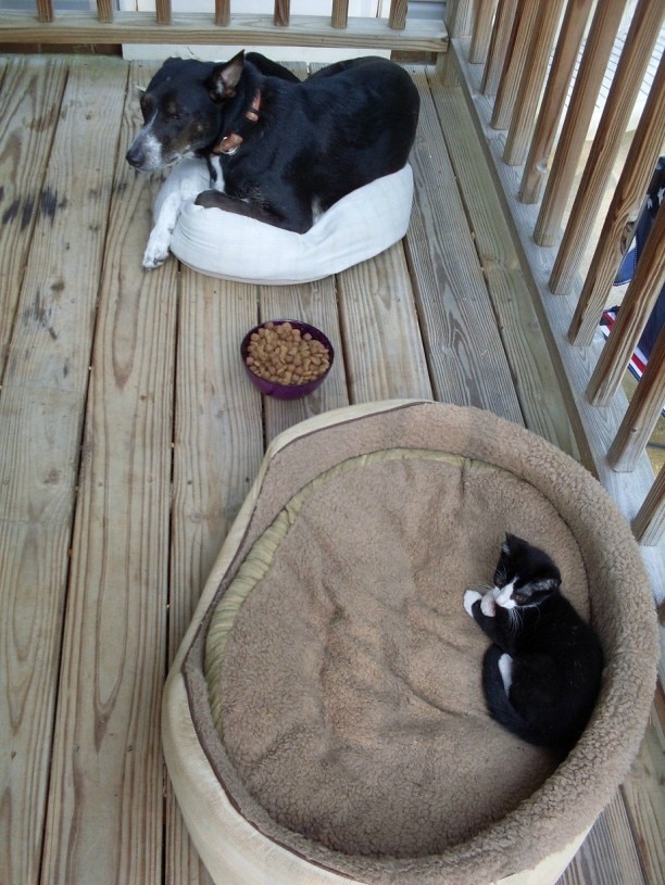 dog-and-cat-on-beds.jpg
