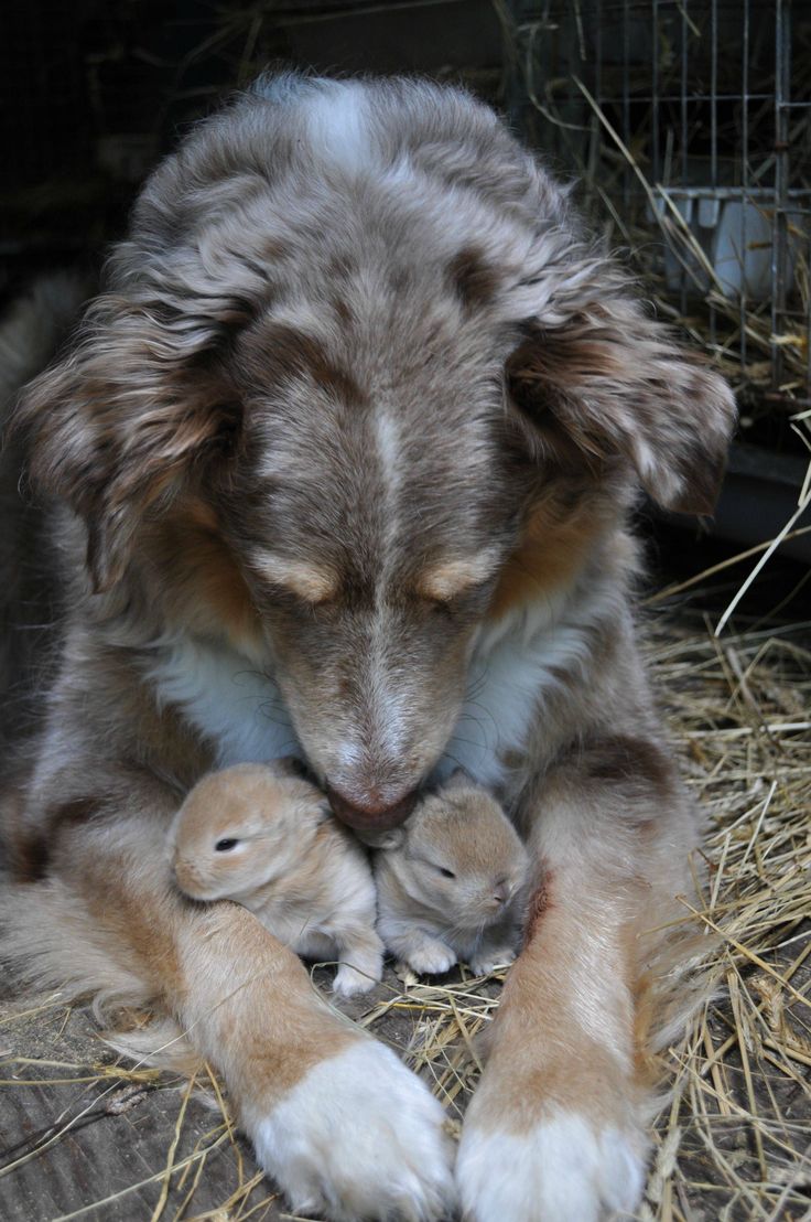 dog-bunnies.jpg