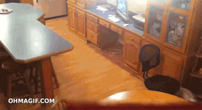dog-helps-himself.gif