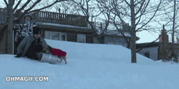dog-hijacks-sleigh.gif