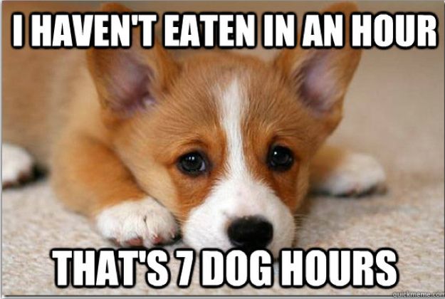 dog-hours.jpg