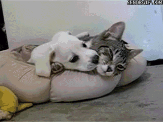 dog-kitten.gif