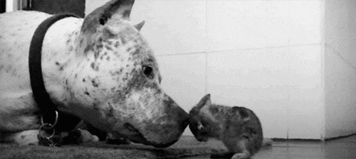 dog-rabbit.gif