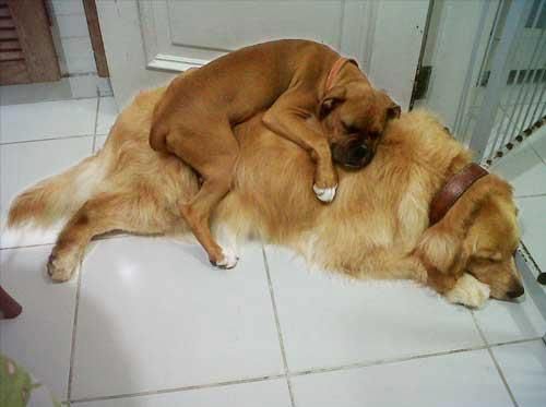 dog-sleeping-on-dog.jpg