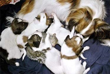 dogs-adopt-squirrel.jpg