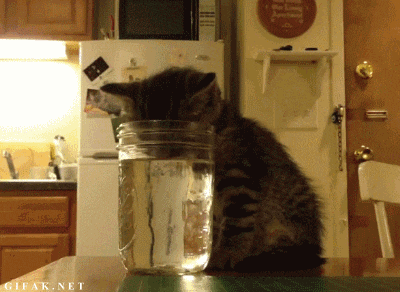 drunk-kitten.gif