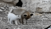 fox-cat.gif