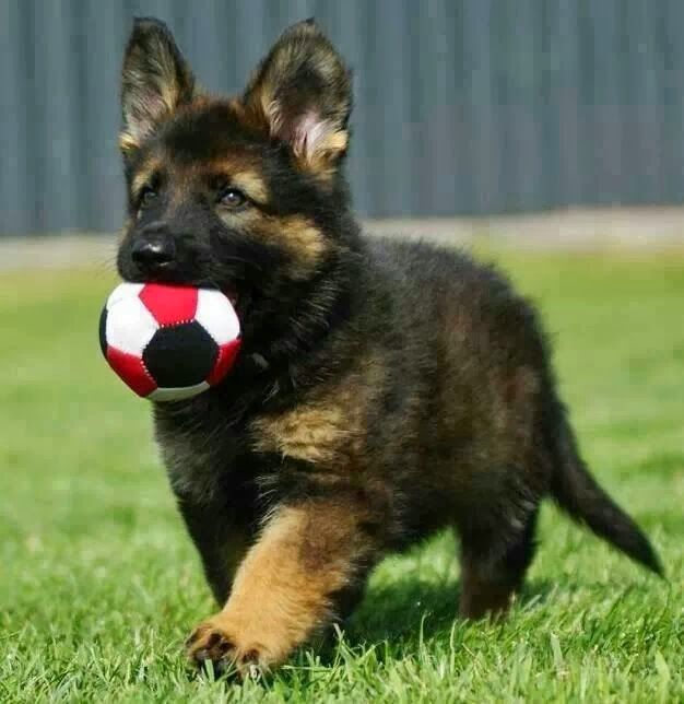 german-shephed-pup.jpg