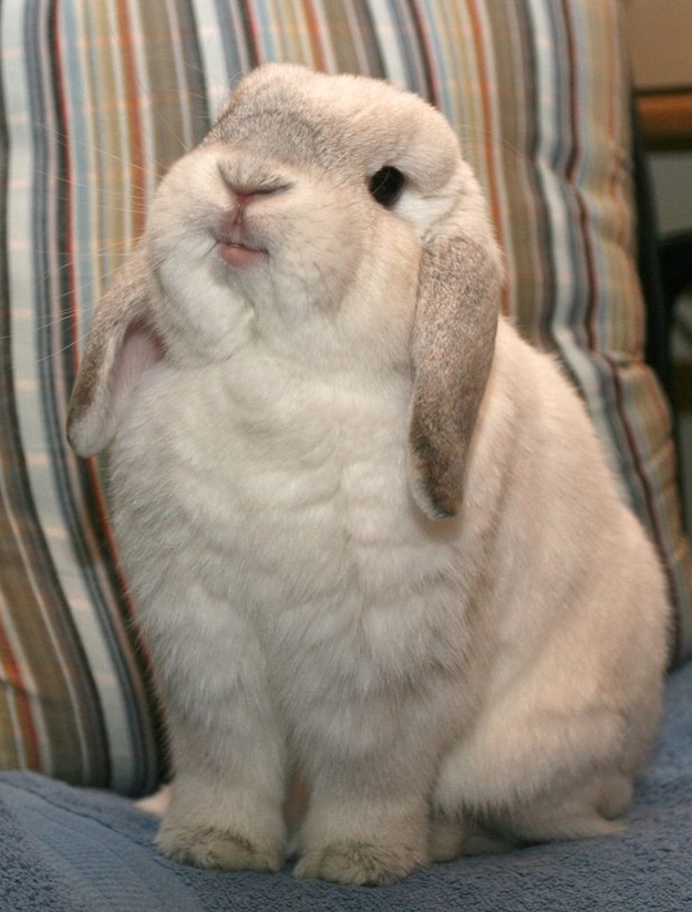 happy-bunny.jpg