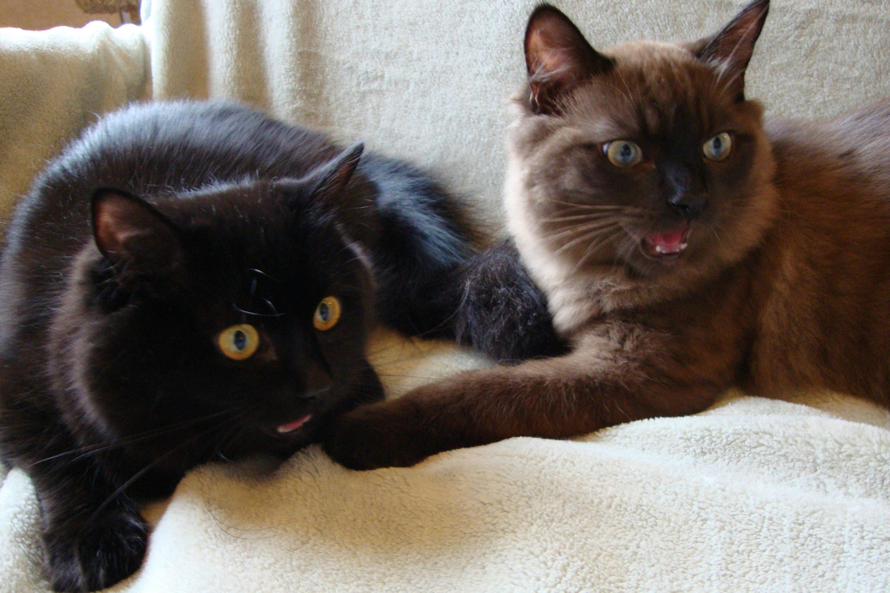 Halloween Cats