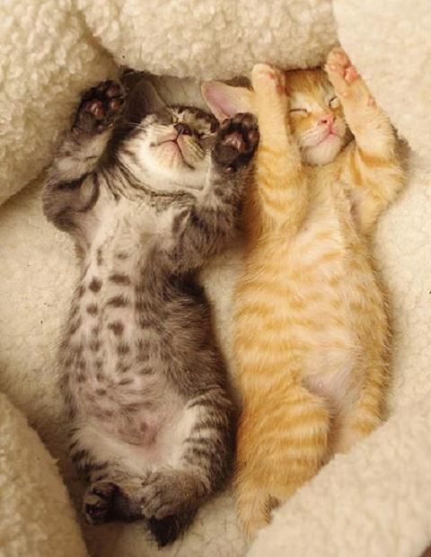 kitten-belly.jpg