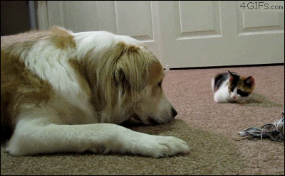 kitten-boops-dog-tag-youre-it.gif