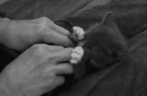 kitten-surprise.gif