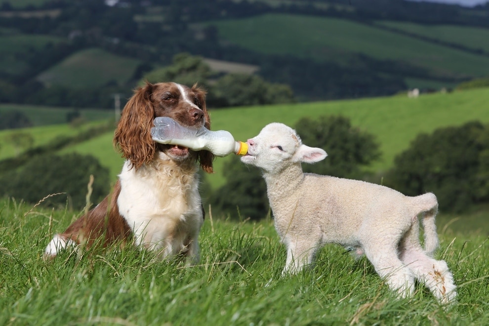 lamb.jpg