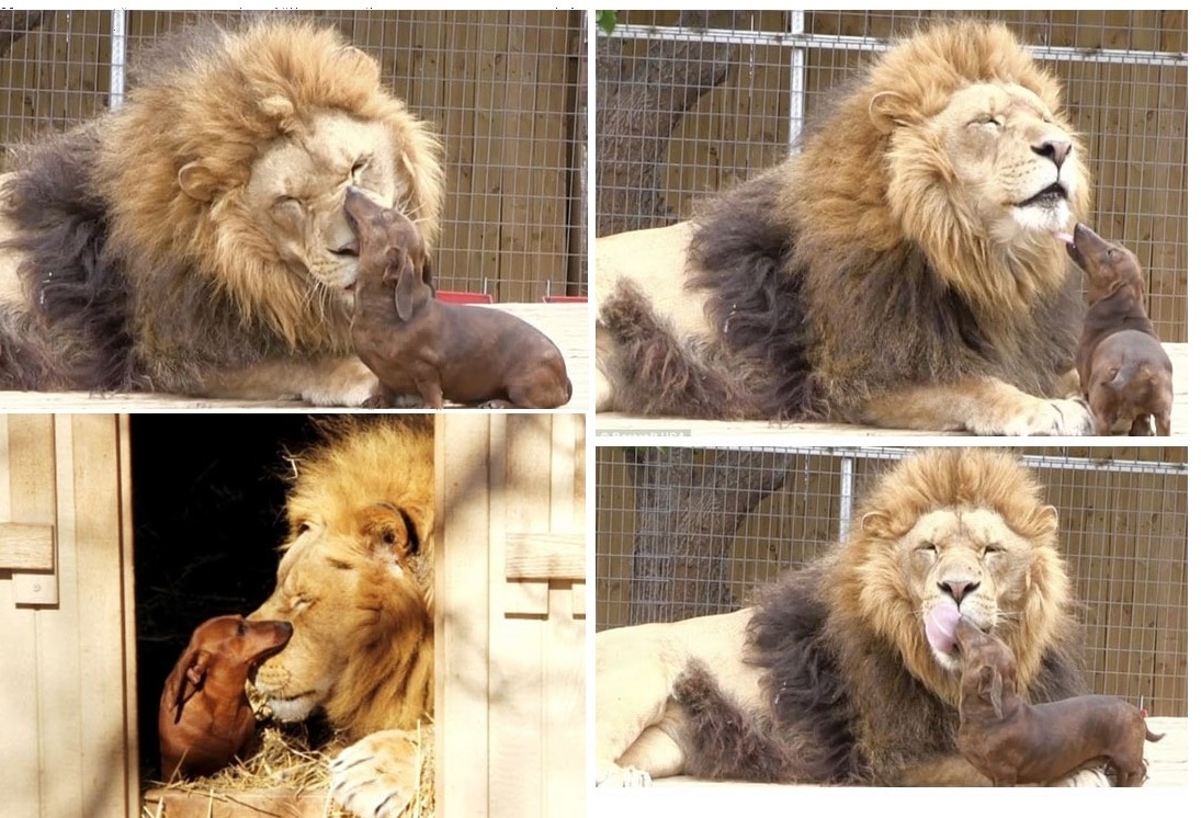 lion-dog.jpg