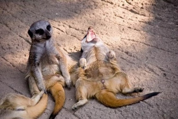 meerkats.jpg