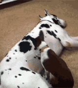 nestling-pup.gif
