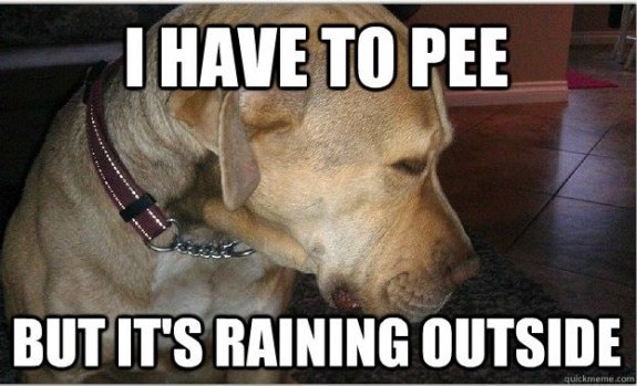 pee.jpg