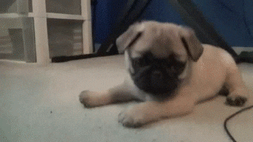 play-pug.gif