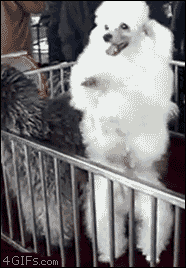 poodle.gif