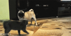 pug-cat.gif