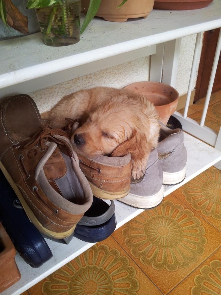 pup-shoes.jpg